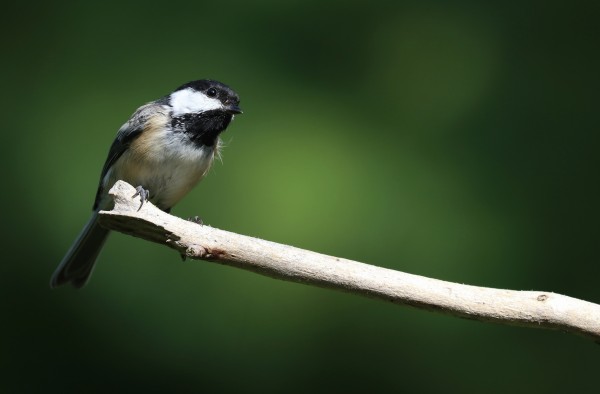 Chickadee In The Spotlight by Deb Oppermann